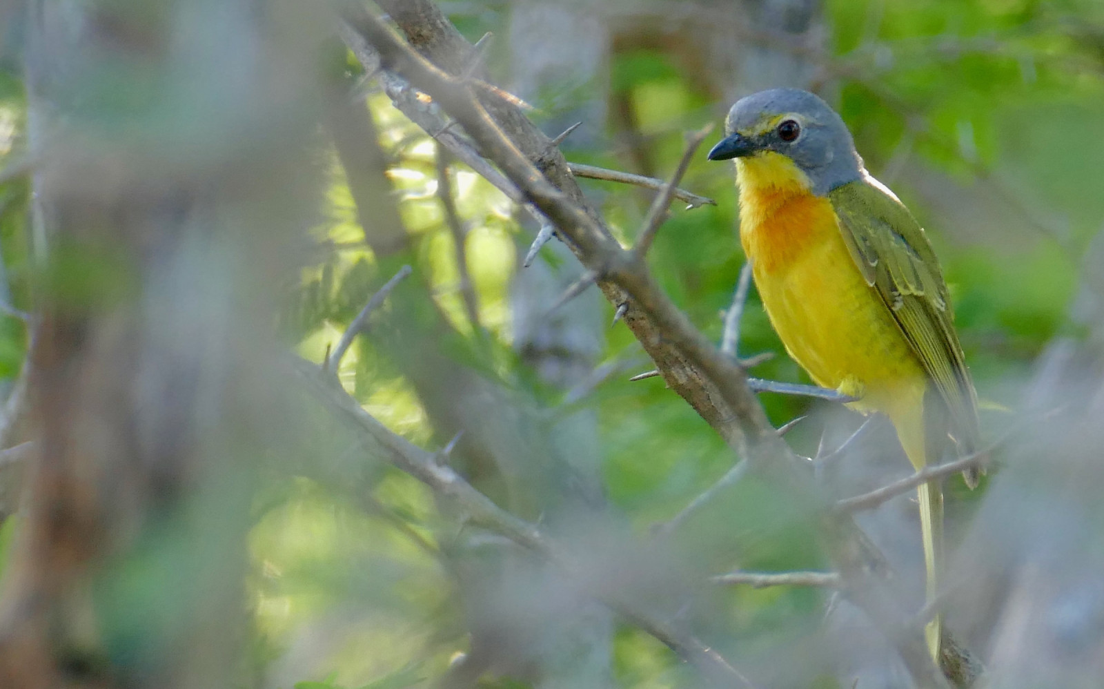 image Sulphur-breasted Bushshrike
